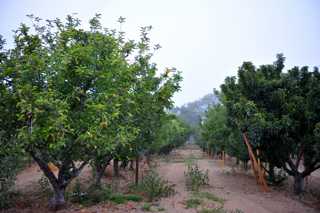 Morning fog envelops in apple orchard. 